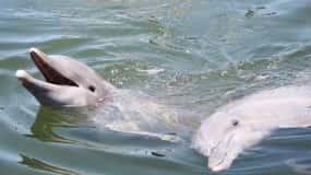 Savannah River Marsh: Aventura ta de croazieră de neuitat!