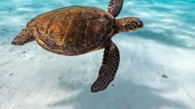 Cancún: Verken Tulum, zwem met schildpadden, cenote en snorkel in grotten