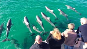 Kangaroo Island: 75-Minute Coastal Safari