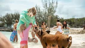Nassau : Cochons à la nage, plongée avec tuba et tour en bateau sur la plage