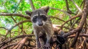 Barú Day Tour: Mangroves, Snorkeling, Sunset & Plankton