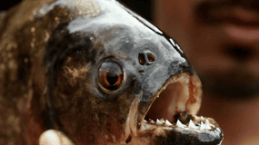 Iquitos: Visit the Exotic Belén Market + Venice Loretana
