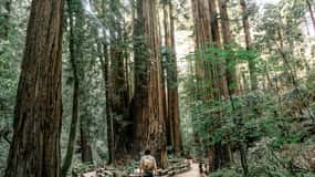 From San Francisco: Muir Woods and Sausalito Half-Day Trip