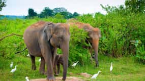 Excursion privée d'une journée à Udawalawe avec déjeuner - Tout compris