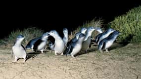 De Melbourne: Excursão de um dia para Phillip Island e Penguin Parade