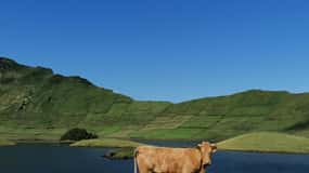 Sao Jorge Cheese Tour - Halbtagestour