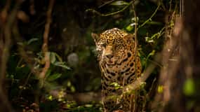 Excursão de Safari ao Parque Nacional de Wilpattu a partir de Colombo