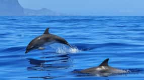 Olbia: Delfinbeobachtung & Schwimmen mit Prosecco-Aperitif