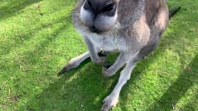 Melbourne: Visita ao santuário ao luar e às caixas de Brighton Beach