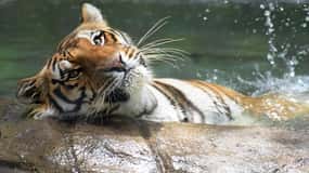 Rio de Janeiro: BioParque vezetett túra transzferrel