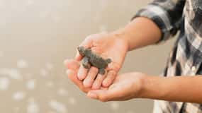 Galle Private Day Tours with Sea Turtles visit & Boat Safari