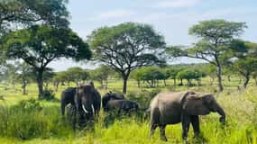 Uganda: 1-Day Murchison Falls Safari including Boat Cruise