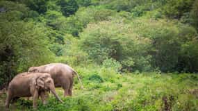 Koh Samui: Ethical Elephant Sanctuary Tour with Buffet Lunch