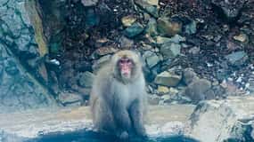 Snow Monkey Park & Zenko-ji Temple Nagano One Day Tour