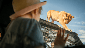 Experiencia Leones 360 y un día en el Parque Safari Monarto