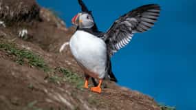 Puffin & Gufufoss Waterfall Tour from Seydisfjordur Port