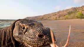 Komodo: 4-Day Private Tour with Overnight Boat and Hotel