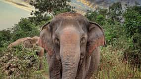 Kulen Elephant Forest Siem Reap em pequenos grupos