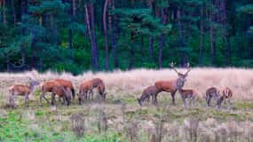 Private Tour Veluwe National Park and Kröller Müller Museum