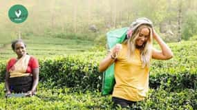 Kandy: Nuwara Eliya Day Explore by Tuk tuk with Local Guide