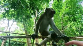 Oslob: Observação de tubarões-baleia, Ilha Sumilon e observação de macacos