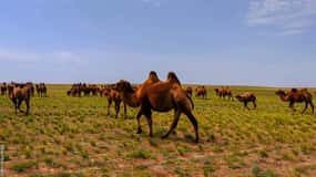 New cultural experience with nomad family at Semi gobi