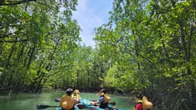Langkawi : Kilim Mangrove Boat & Fun Kayak Tour with Lunch