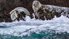 Wild Atlantic Way: Wildlife Eco Cruise