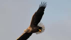 Svolvær: White-Tailed Eagle Safari with professional RIB