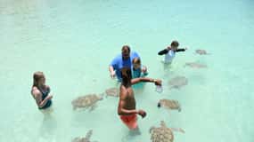 Pink Sand And Pigs