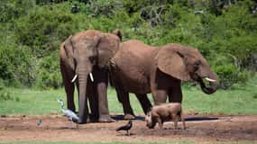Zanzibar: avventura Safari Mikumi di 3 giorni con pasti