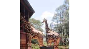 Giraffe Center and Karen Blixen Museum Tour from Nairobi