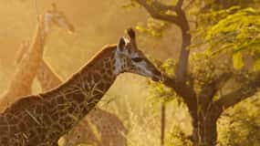 From Banjul: Fathala Wildlife 4x4 Safari Day trip