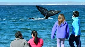 View of the whales: transfer to El Doradillo beach