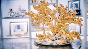 Guided tour of the coral museum in Sciacca