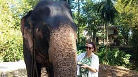 From Colombo or Negombo: Pinnawala, Kandy & Tea Factory Tour