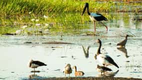 Darwin: Tour di un giorno del Parco Nazionale di Kakadu con pranzo