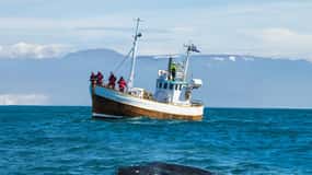 Húsavík: Family-Run and Guided Whale Watching Tour