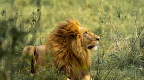 Arusha: 6-Day Safari to Tarangire, Serengeti, and Ngorongoro