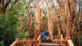 Bariloche: Floresta de Arrayanes e Tour à Ilha Victoria