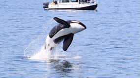 Lopez Island: Whale & Orca Boat Tour