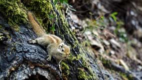 Shangri-La : Trek du mont Meili et du village de Yubeng