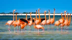 flamingo tour in Rio Lagartos, Yucatan 3 hours