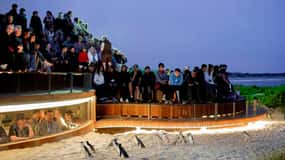 De Melbourne: Excursão particular à parada dos pinguins em Phillip Island