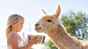 Maui: Alpaca Farm Visit with Hands-On Activities