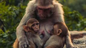 Delhi: Monkey Safari guided walking tour