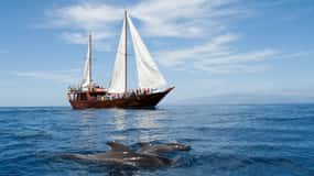 Tenerife:Respectful Whale Watching, Pirate Ship, & Swim