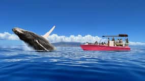 Maui: Sunrise Whale Watch