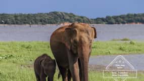 Hurulu Eco Park Habarana Elephant Safari including tickets