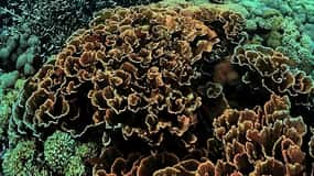 "Visite privée : Pink Beach Lombok Gili Islands & Sand Island" (en anglais)